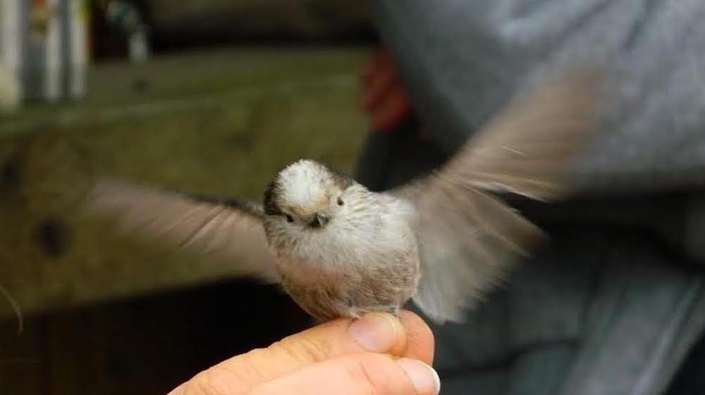 Colpi d'ala - Laboratorio per bambini - Libreria Terradimezzo a Bussolengo (VR)