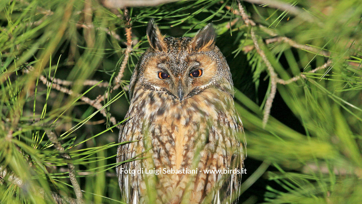 Di notte, di lupi, di stelle sul Monte Enna - Piccole Dolomiti